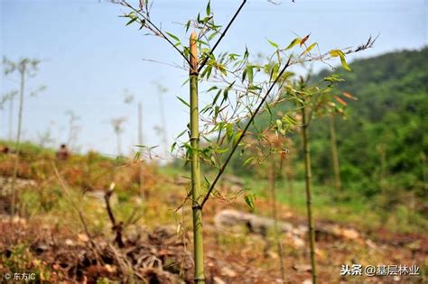 竹子種植|如何5步掌握簡單種植竹子的技巧？ 